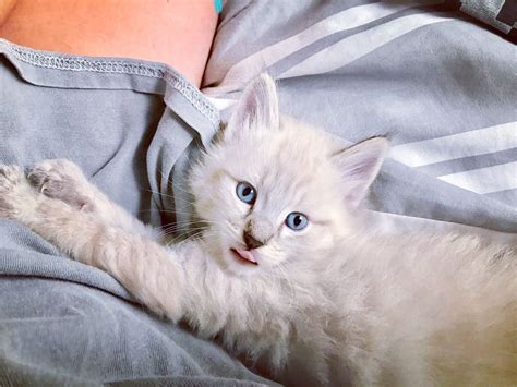 Kitten Tongue White Fur And Blue Eyes Siamese Mix Gorgeous Cats