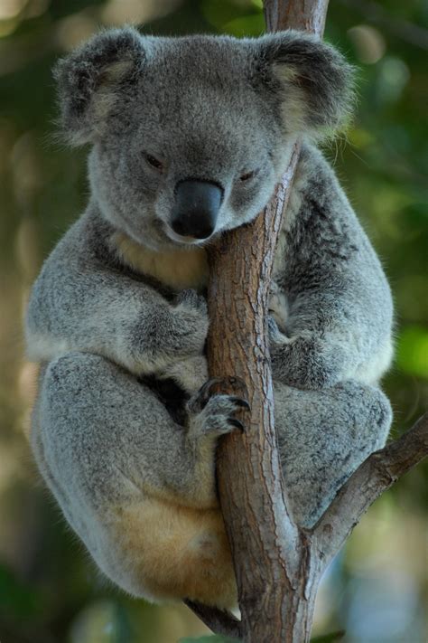 Fotos Gratis Fauna Silvestre Mamífero Descanso Australia