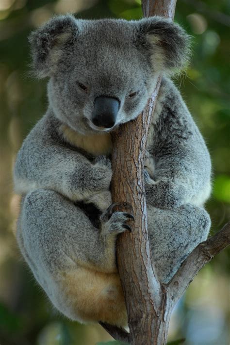 We did not find results for: Fotos gratis : fauna silvestre, mamífero, descanso ...