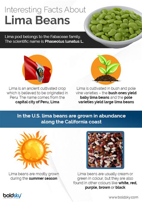 8 Wonderful Health Benefits Of Lima Beans You Never Knew