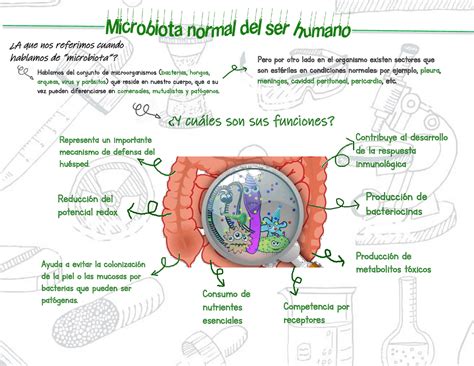 Microbiota Normal Del Ser Humano Esquemas Y Mapas Conceptuales De