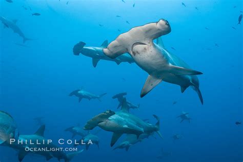 Hammerhead Sharks Schooling Sphyrna Lewini Wolf Island Galapagos