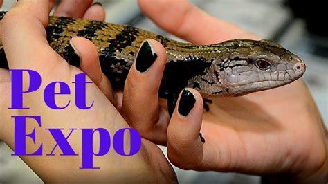 Reptile Expo Guide How To Beat The Crowd And Get What You Want Youtube