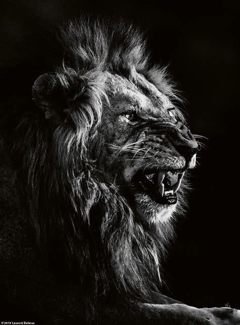 Stunning Black And White Pictures Show The Majesty Of The Lion Lion