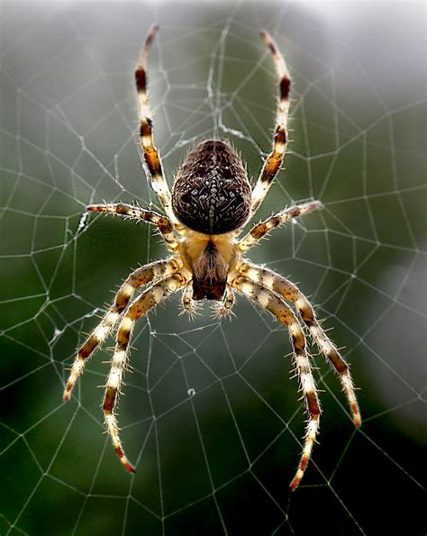 Female Araneus Diadematus Garden Orb Spider Featured On Flickr