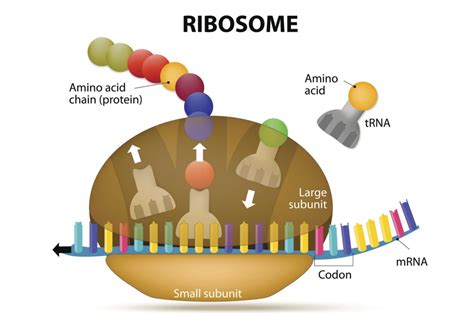 Ribosomes And Protein Assembly