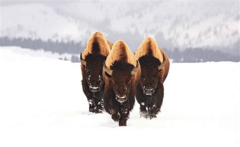 Interesting Photo Of The Day These Three Bull Bison Mean Serious Business