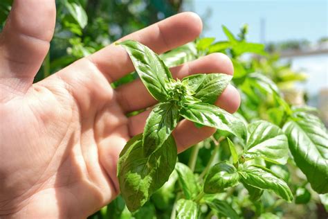 Basil Plant Care How To Grow Harvest And Tend To Your Basil Herb