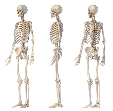 Male Skeleton Photograph By Leonello Calvettiscience Photo Library