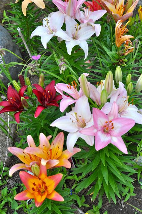 Their flowers on these new varieties face to the side and slightly down, so that the blooms. Tips for growing beautiful Lilies | Growing lilies, Lily ...