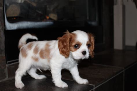 Check out our king charles puppies selection for the very best in unique or custom, handmade pieces from our shops. Cavalier King Charles Spaniel Puppies for Sale | Breeder ...