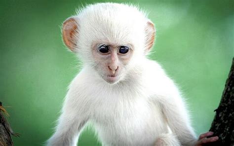 This This Rare Albino Monkey Was Spotted By Photographer Christy