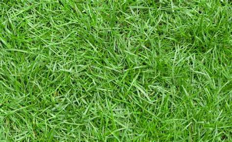 Jenis rumput ini memiliki karakter yang cukup unik yaitu pola pertumbuhan yang menyamping. 10 Jenis Rumput Taman untuk Halaman Rumah Terpopuler