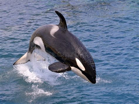 Killer Whale Jumping Out Of Water Stock Photo Image Of Orca Blue