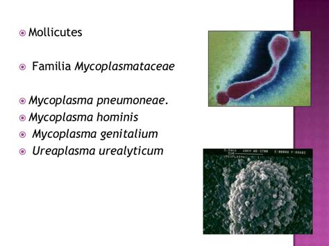 Mycoplasma Y Ureaplasma