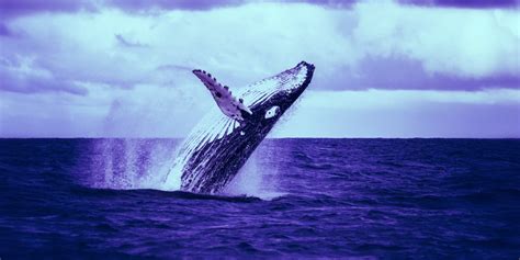 The hachette books name and logo billion dollar whale : Billion-Dollar Bitcoin Whale Surfaces as Price Breaks All ...