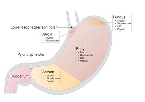 Histology Of The Gi Tract Lab