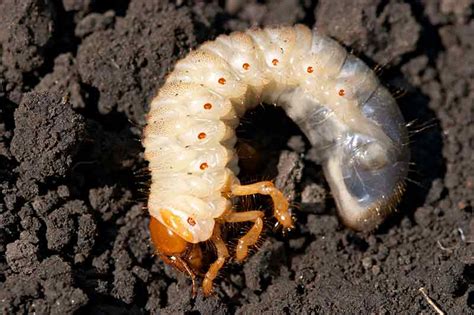 Grubs Causes Effects And Treatments Cosmopolit Home