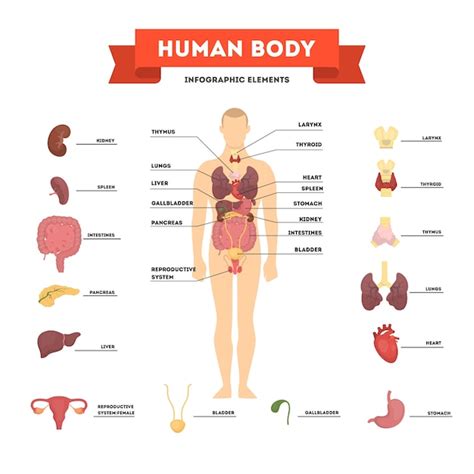 Concetto Di Anatomia Umana Corpo Maschile Con Set Di Organi Interni