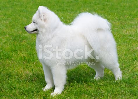 Samoyed Puppy Stock Photo Royalty Free Freeimages