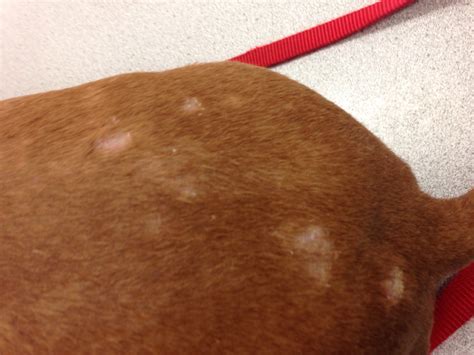 The culprit behind hair loss is often dry skin and hair. English Bulldog Patchy Hair Loss | Hair Loss