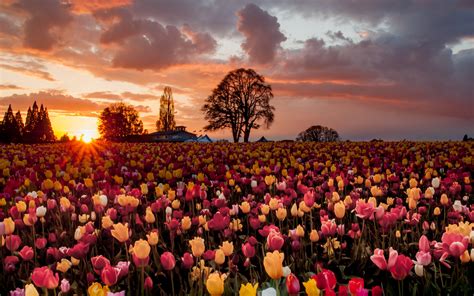 Viele Blumen Tulpe Warmen Sonnenuntergang Felder X Hd