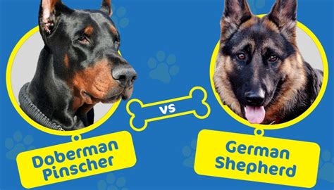 Doberman Pinscher Vs German Shepherd Which Dog To Choose Hepper