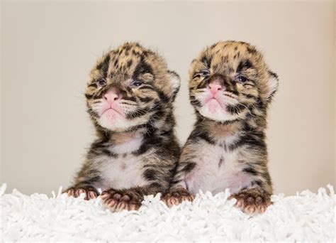 Two Clouded Leopard Cubs Animal Fact Guide