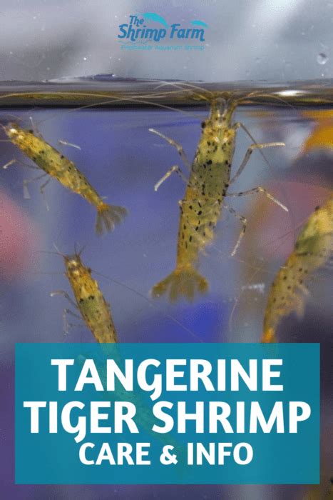 Tangerine Tiger Shrimp Caridina Serrata Tangerine Tiger Care