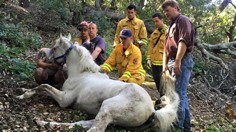 Horse Dies After 30 Foot Fall Into Tree Attempted Rescue At Briones