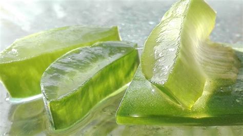 With that being said, the use of aloe vera may improve the overall. How to use aloe vera gel for hair growth - Information News