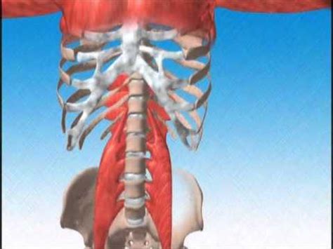 Car accident back pain medication. Car accident? Back pain? MUST WATCH! http://www.plummerdr ...