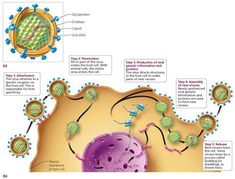 Infectious Disease Biology Of Humans
