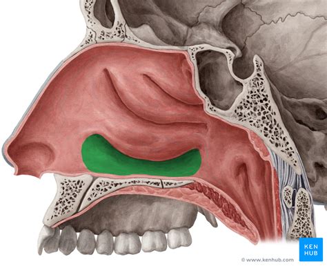 Lacrimal Gland Anatomy Function And Clinical Info Kenhub Hot Sex Picture