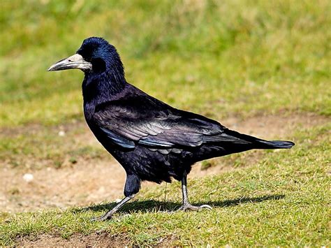 Bird Rook Corvus Frugilegus Wildlife Insight