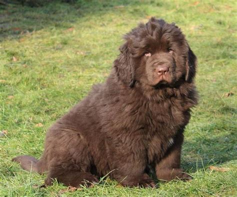 Collection 99 Images Pictures Of A Newfoundland Dog Sharp