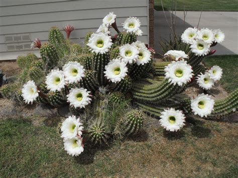 Pictures Of Blooming Cactus Rock Oak Deer Barrel Cactus Bloom Day
