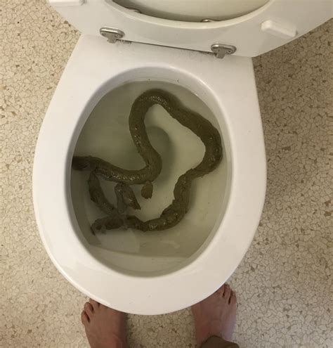 Toilet Poop Splatter