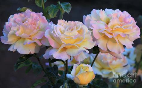 Beauty Of The Peace Roses Photograph By Sharon Johnston