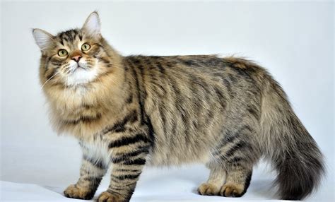 Siberian Cat Purrfect Cat Breeds