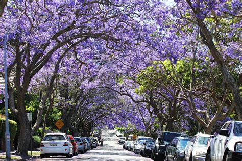 14 Gorgeous Reasons To Visit Sydney This Spring Thesmartlocal