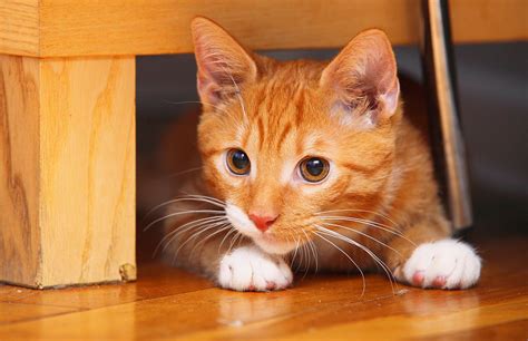 70 Ginger Cat Names Cute Hilarious Names Youll Love