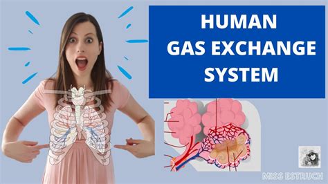 Human Gas Exchange System A Level Biology Learn The Structures Ventilation And Gas Exchange