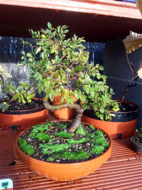 Primer Bonsai Zelkova Parvifolia
