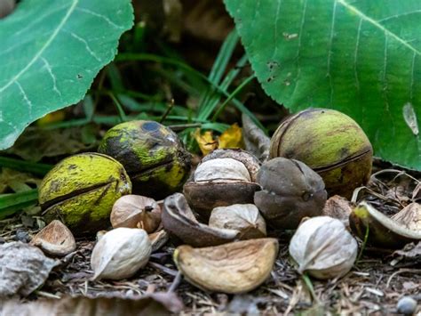 Types Of Tree Nuts In Nc Barbra Houle