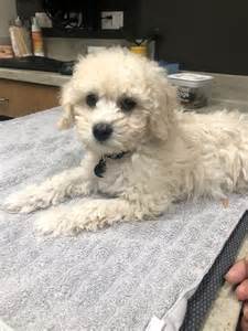 Maybe you would like to learn more about one of these? Maltipoo Puppies For Sale | Los Angeles, CA #326070