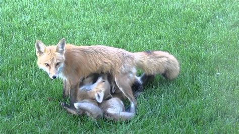 Mom Fox Nursing Pups Youtube