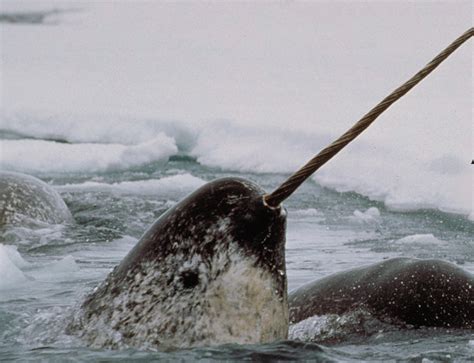 Inuit And Scientists Are Bringing Narwhals And The Melting Arctic Into