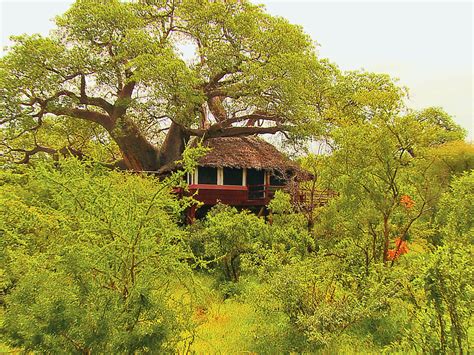 Tansania Elewana Tarangire Treetops Tarangire National Park