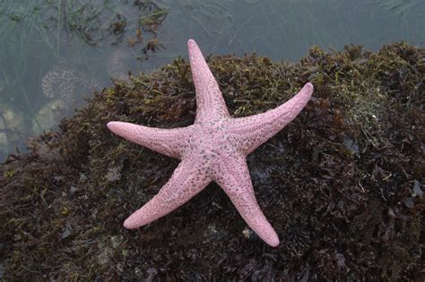 Pisaster Brevispinus Giant Spiny Sea Star Genomics Of Marine Organisms